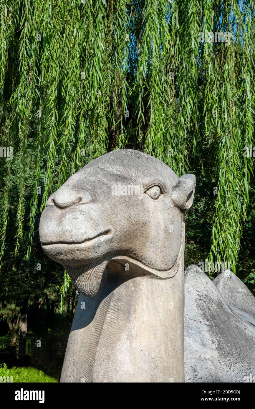 Particolare della statua di cammello battrio, Spirito o Via Sacra, Tombe Ming, Changping District, Pechino, Cina Foto Stock