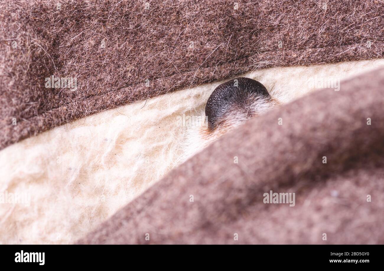 Cane all'interno del letto del cane con cappuccio (tipo di burrow) che mostra solo il naso all'esterno Foto Stock