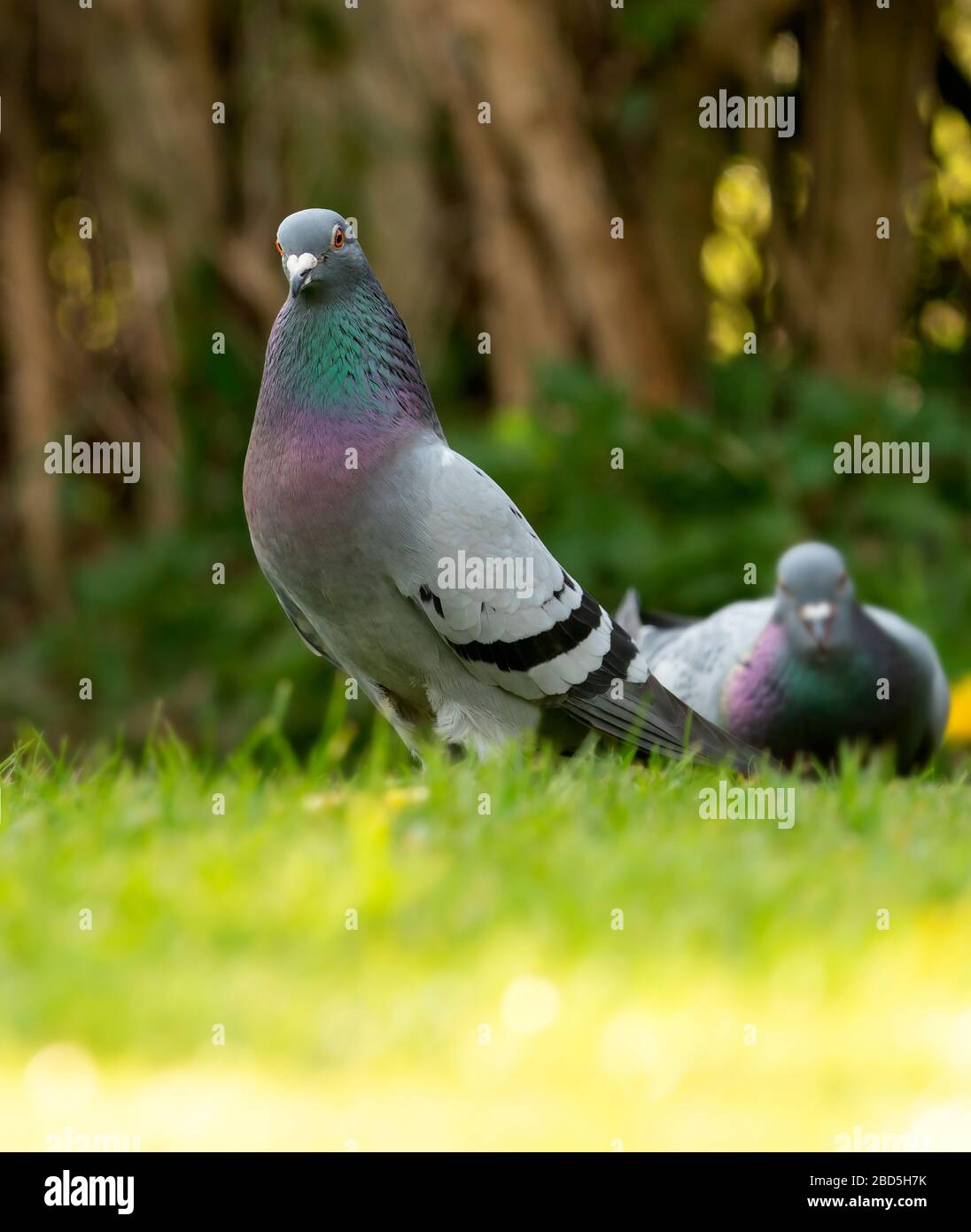Un piccione ferale o Rock dove (Columba livia) in un giardino del Warwickshire Foto Stock
