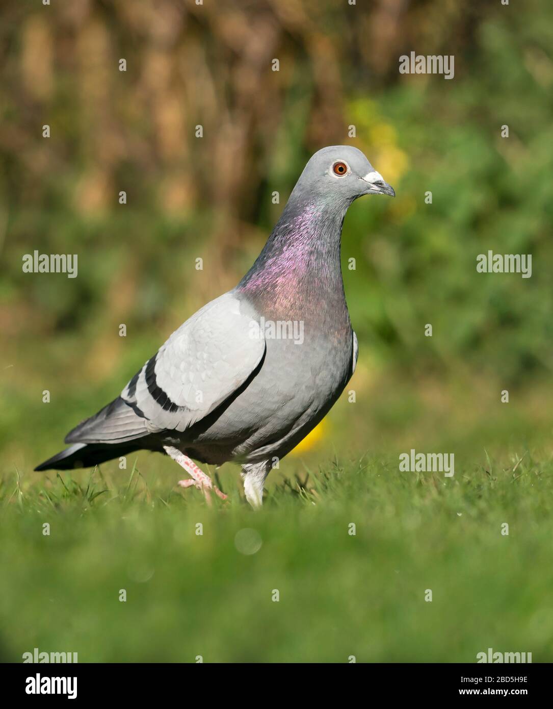 Un piccione ferale o Rock dove (Columba livia) in un giardino del Warwickshire Foto Stock