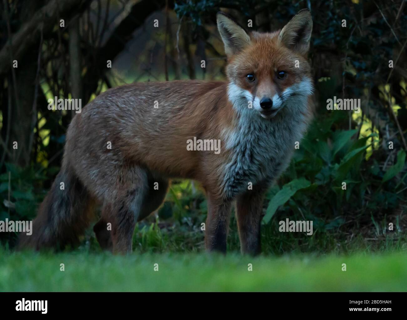 Una volpe rossa selvaggia (Vulpes vulpes) la sera presto, Warwickshire Foto Stock