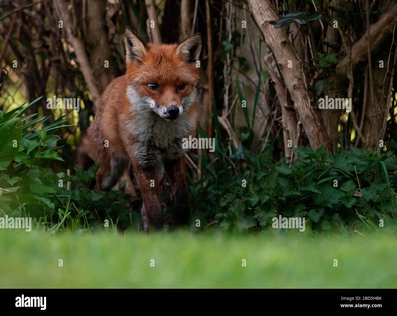 Una volpe rossa selvaggia (Vulpes vulpes) la sera presto, Warwickshire Foto Stock