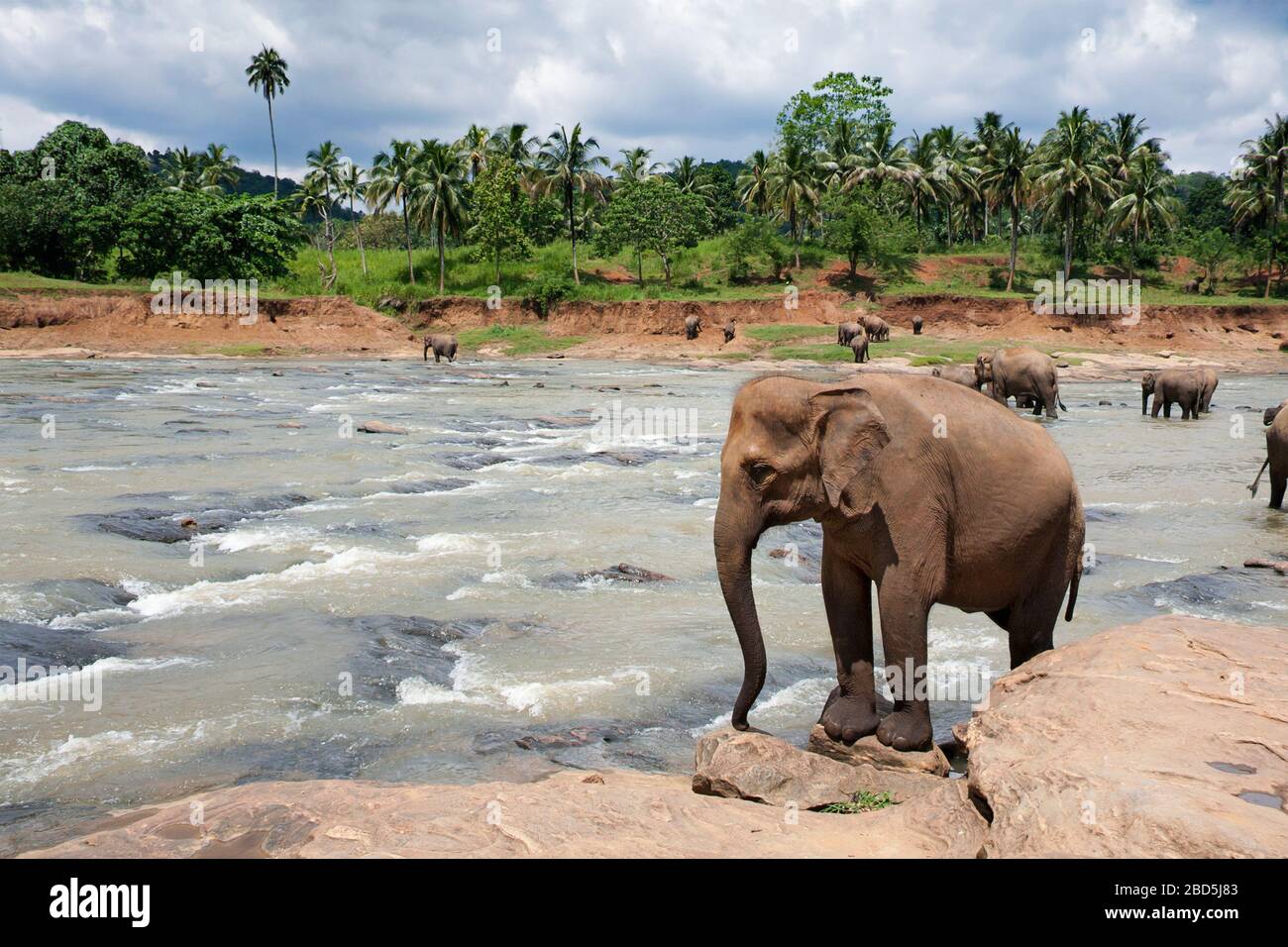 Elefanti nel fiume Maha Oya, Pinnawela elefante orfanotrofio, Sri Lanka. Giungla e cielo tempestoso sfondo. Foto Stock