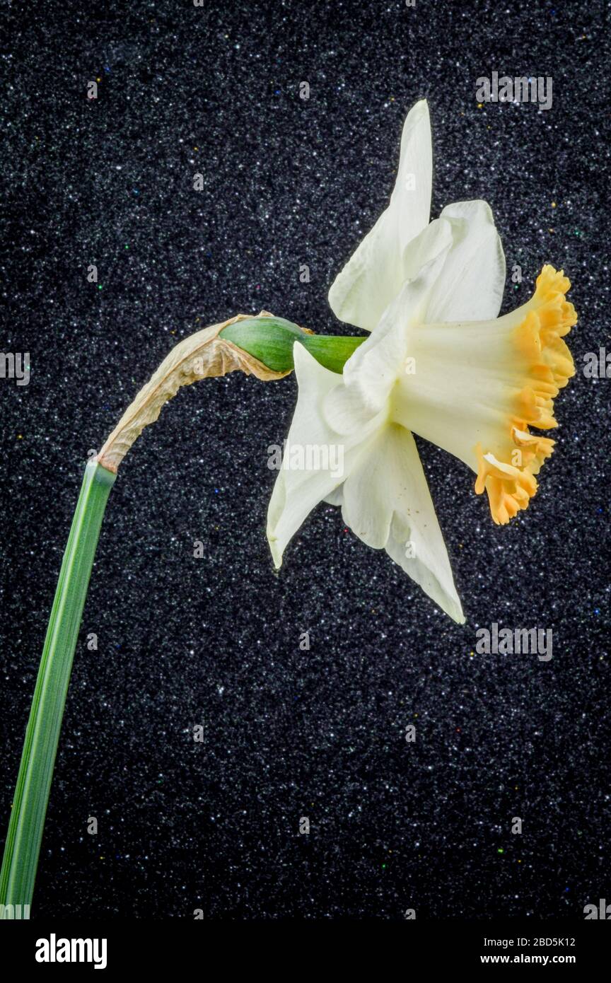 Primo piano di accento daffodil su sfondo nero testurizzato. Bianco d'Avorio con una tazza di salmone. Foto Stock