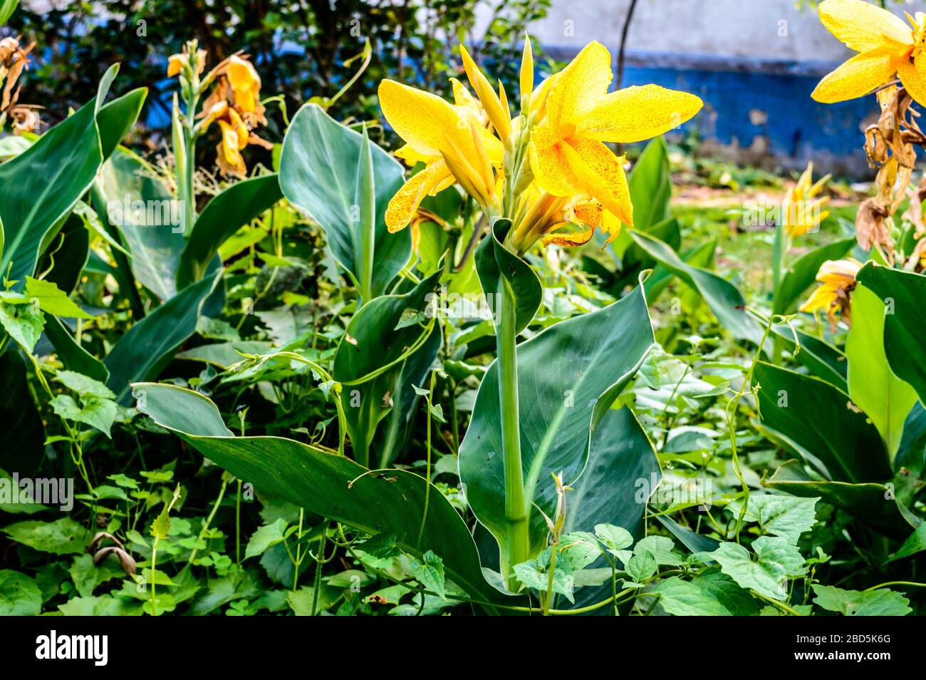 Colore giallo Mellow Calla Lily Arum-Lily, erbaceo perenne Daisy piante da fiore in piena fioritura in estate. Fragranti fiori gialli al limone alle estremità o Foto Stock