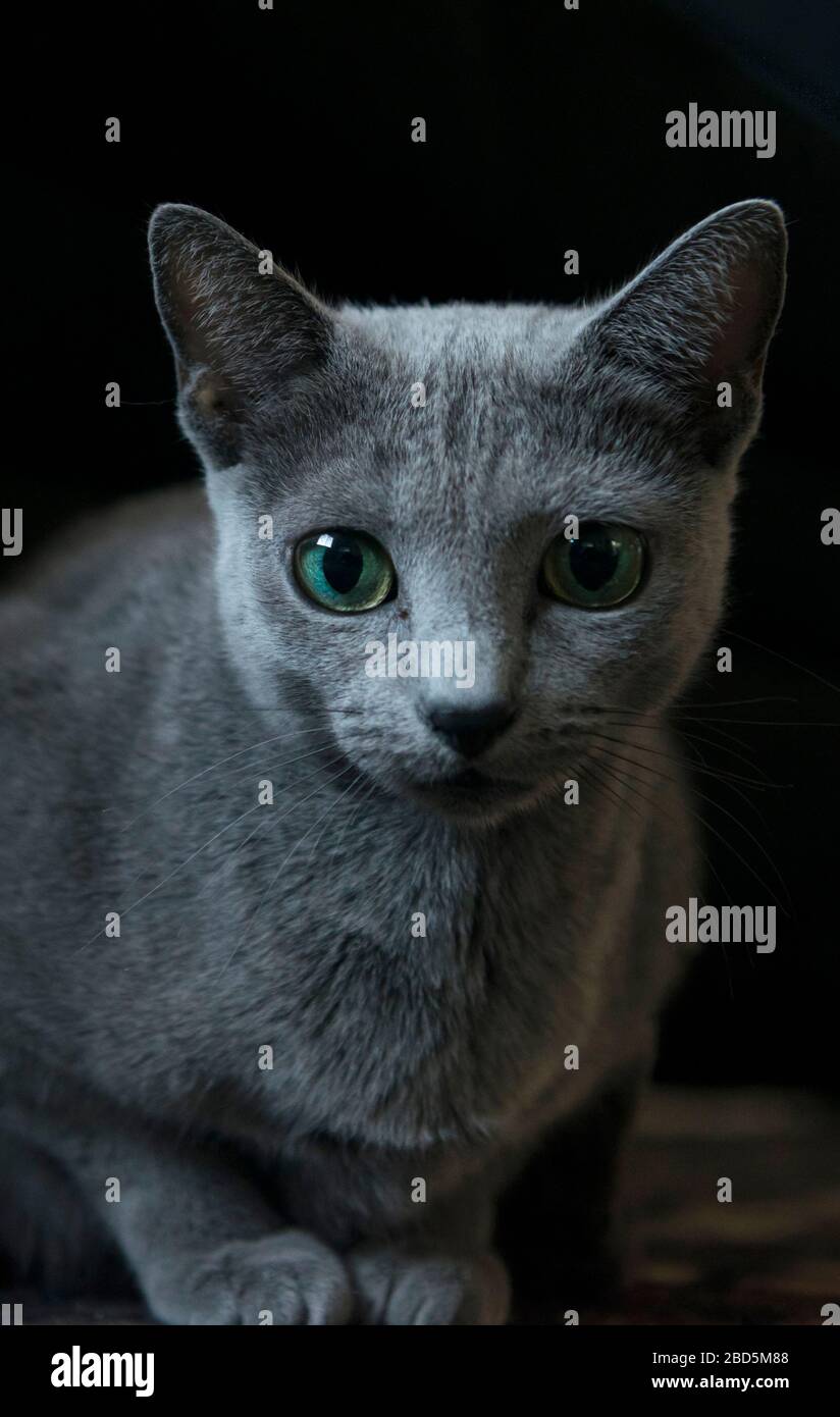 Gatto blu russo accovacciato contro uno sfondo nero di fronte alla fotocamera Foto Stock
