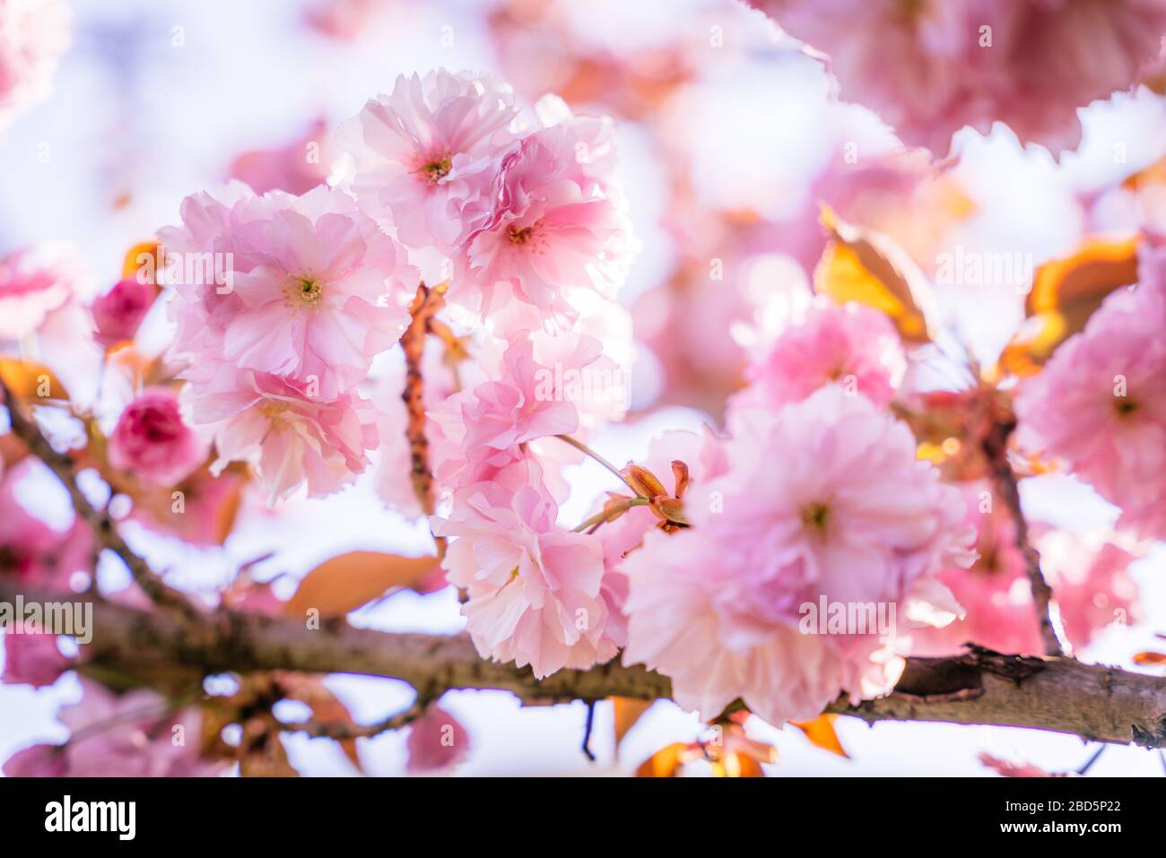 Fiore di ciliegio in piena fioritura, sakura. Fiori dettaglio Foto Stock