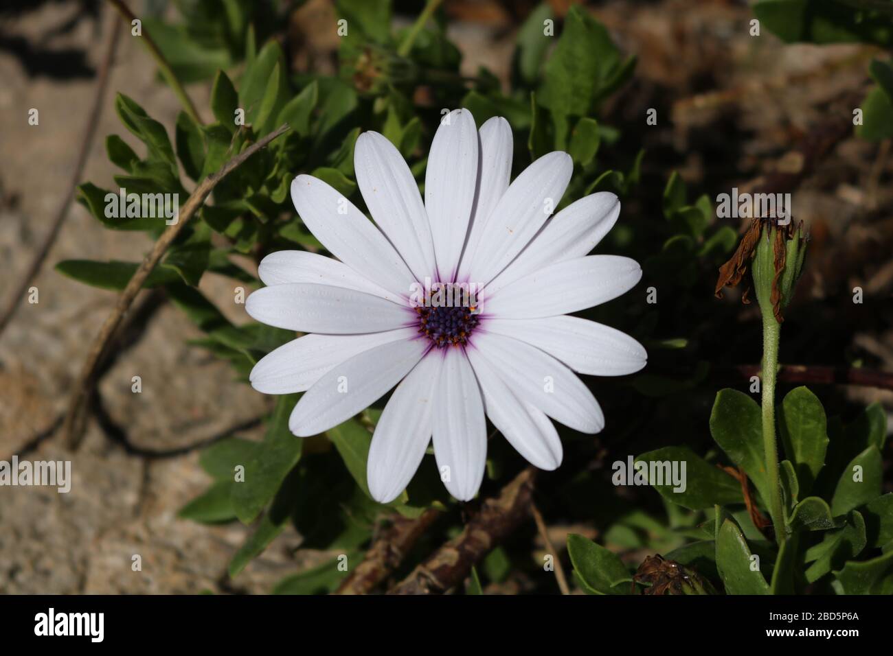 Fiore bianco e viola a Paphos, Cipro Foto Stock