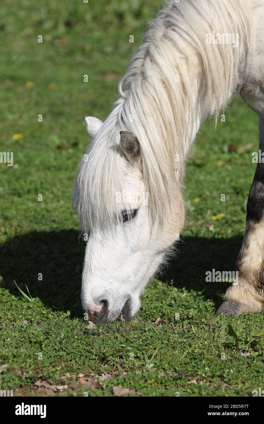 Hayswood Equestrian - 6.4.2020 Foto di Antony Thompson - Thousand Word Media, NO SALES, NO SYNDICATION. Per ulteriori informazioni, contattare: 07775556 Foto Stock