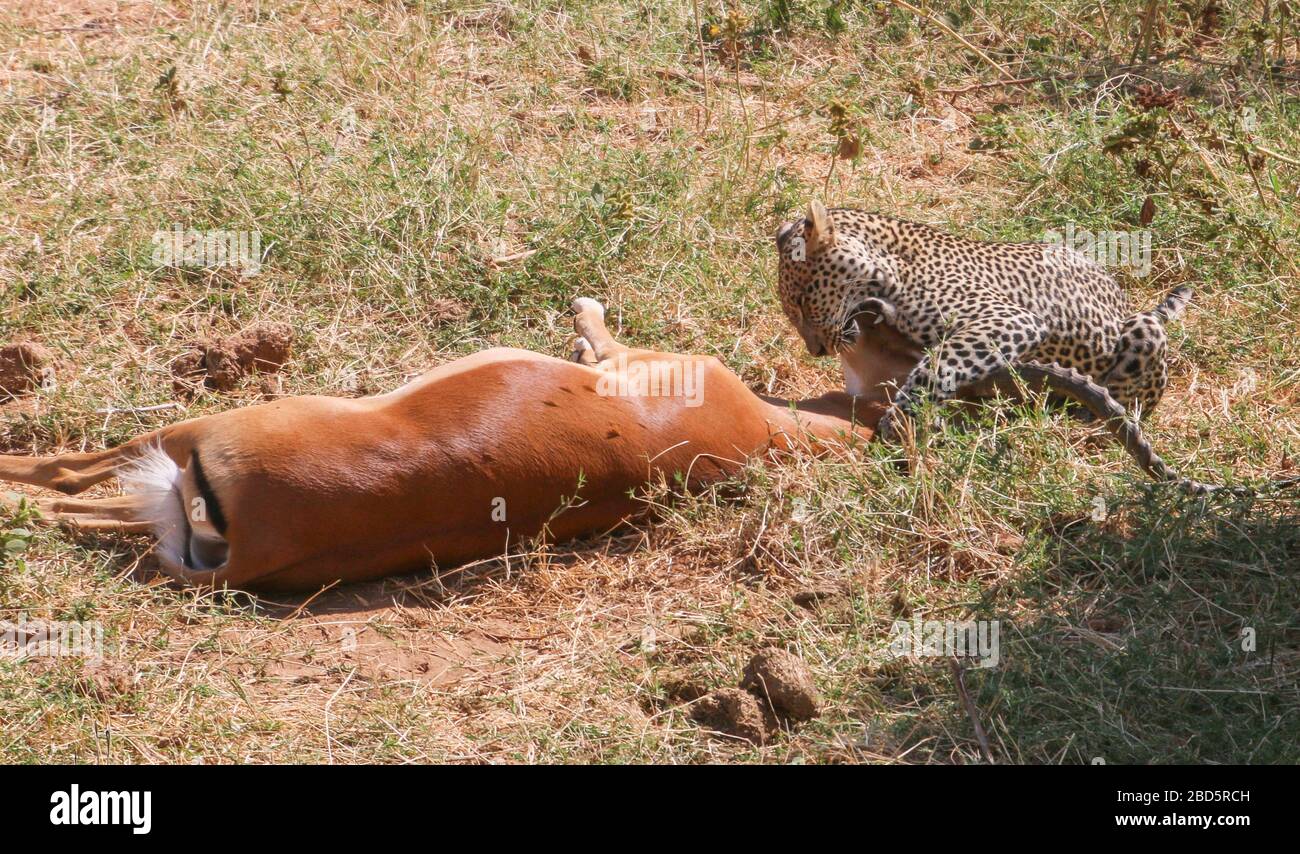 Leopardo (Panthera pardus) Caccia un Impala (Aepyceros melampus) al momento dell'uccisione. Fotografato al Parco Nazionale Serengeti, Tanzania Foto Stock