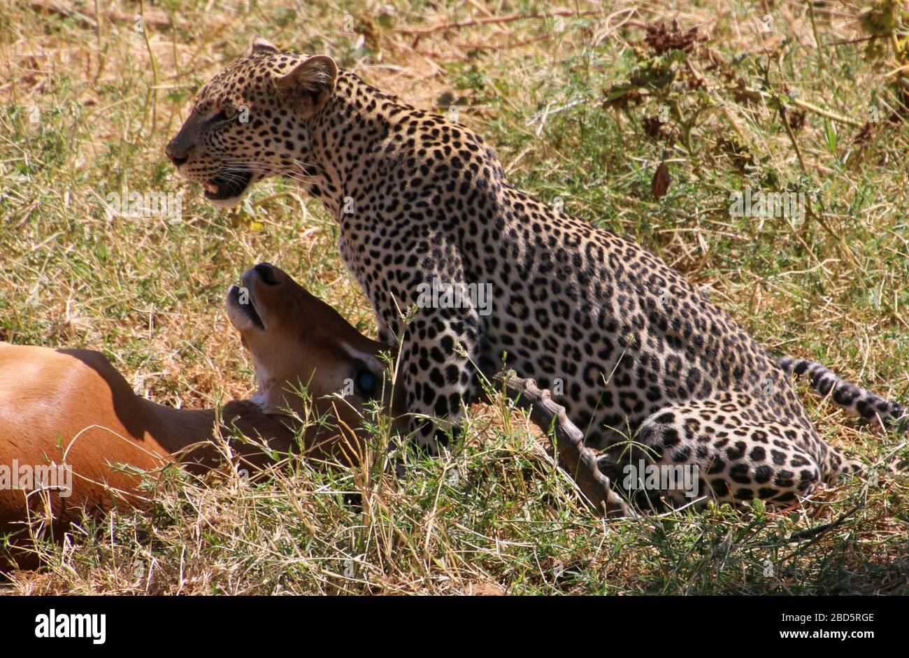 Leopardo (Panthera pardus) Caccia un Impala (Aepyceros melampus) al momento dell'uccisione. Fotografato al Parco Nazionale Serengeti, Tanzania Foto Stock