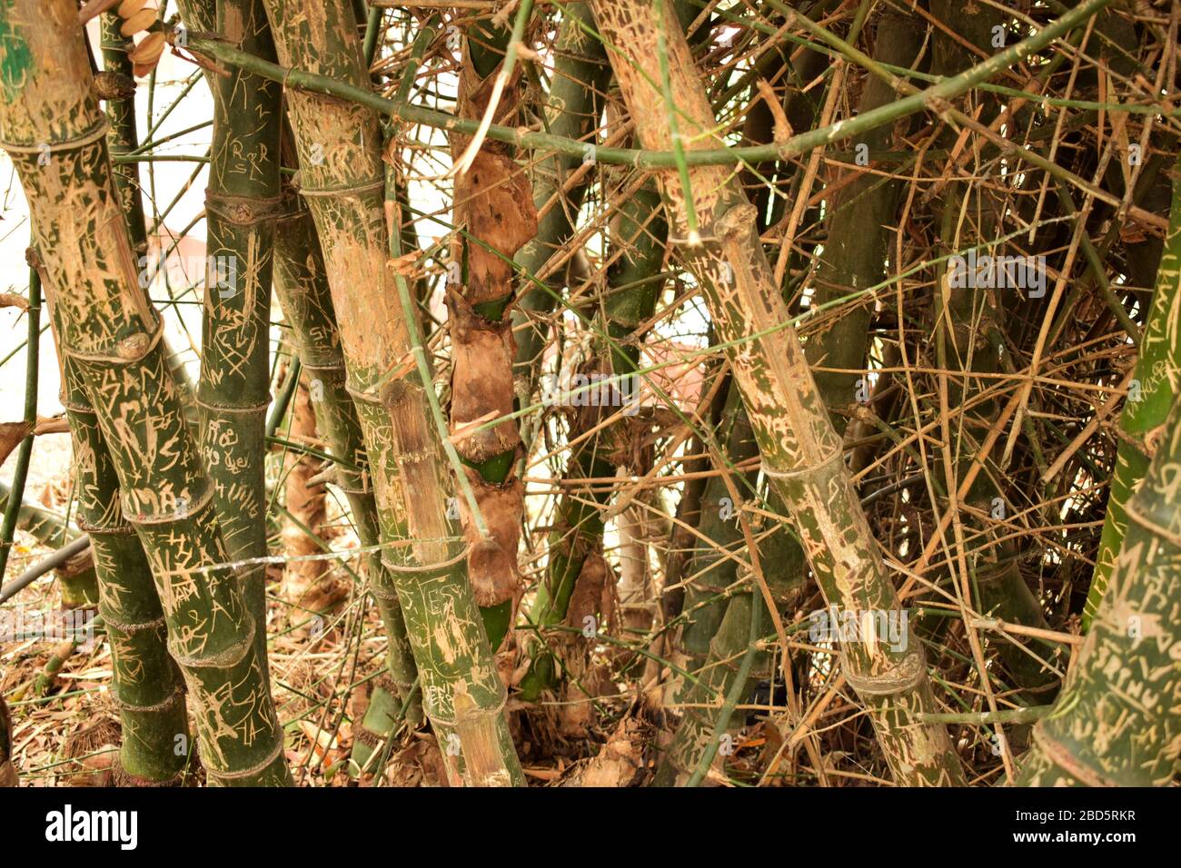 Paesaggio di albero di bambù in foresta tropicale d'autunno/giungla in India Fotografia d'archivio Foto Stock