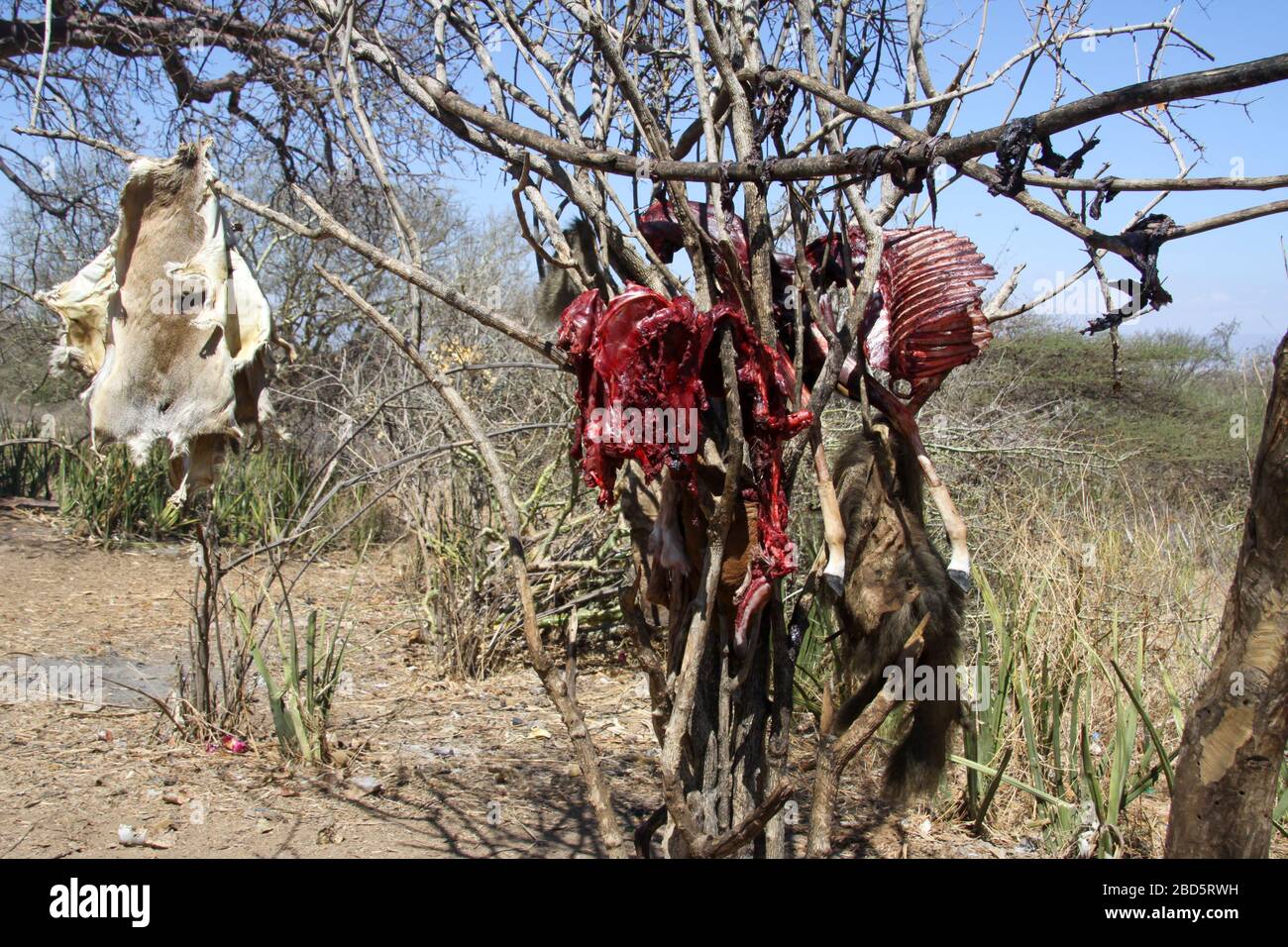 La carne animale cacciata si sta asciugando al sole in un villaggio di Hadzabe. Fotografato al lago Eyasi, Tanzania Foto Stock