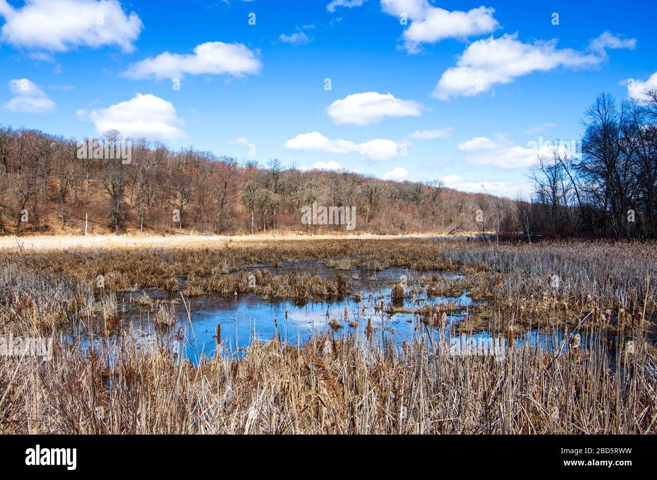 Zone umide Wild River state Park MN Foto Stock