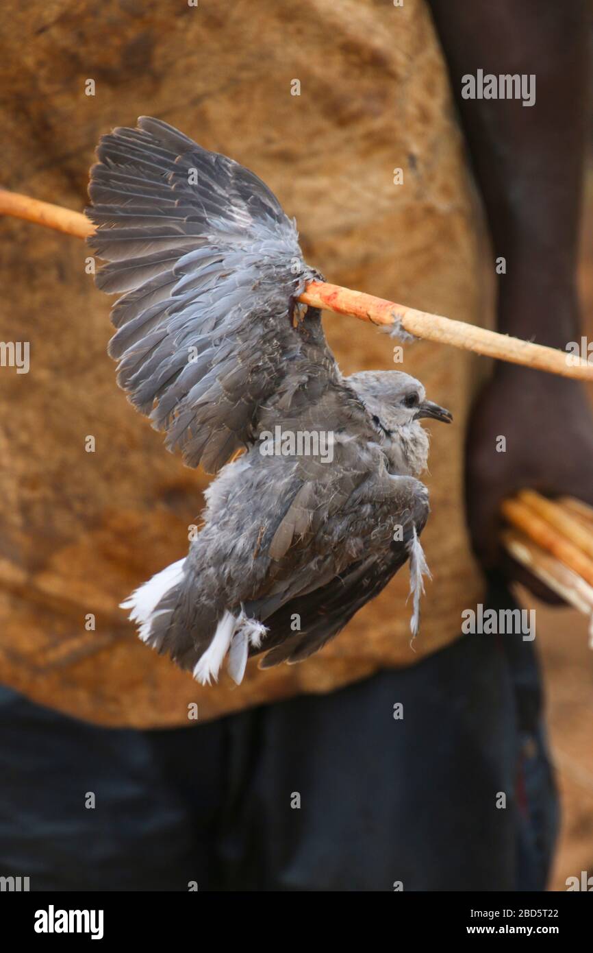 L'uomo di Hadza mostra un uccello che ha cacciato con una freccia attraverso la sua ala fotografata al lago Eyasi, Tanzania Foto Stock