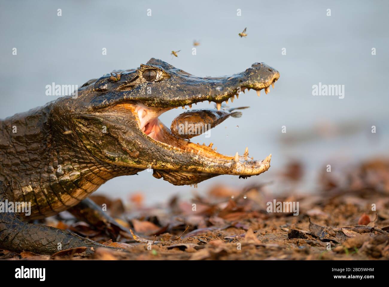 Pantanal Caiman mangiare un pesce Piranha Foto Stock