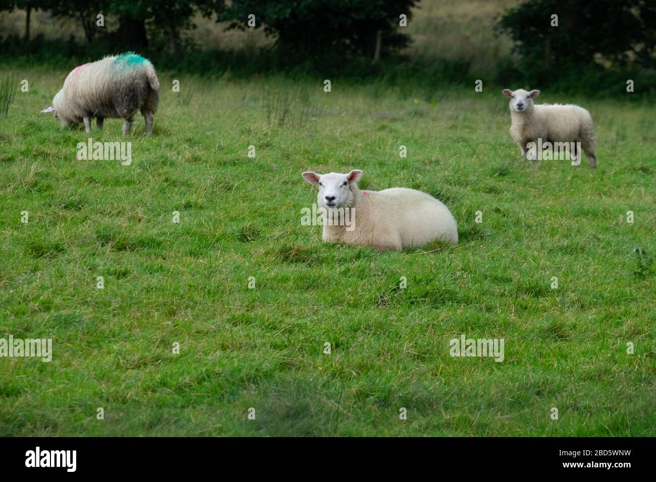 Tre pecore in un campo a Donegal, Irlanda Foto Stock