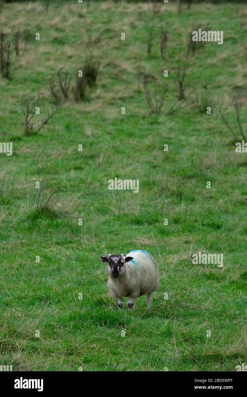 Pecora in un campo di Donegal, Irlanda; Foto Stock