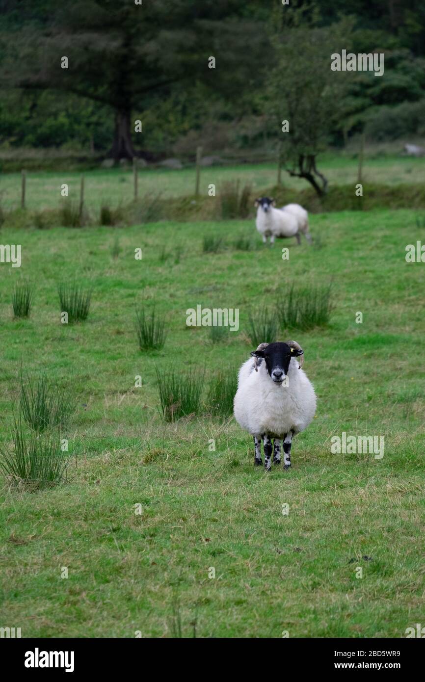 Due pecore in un campo di Donegal; Irlanda; Foto Stock