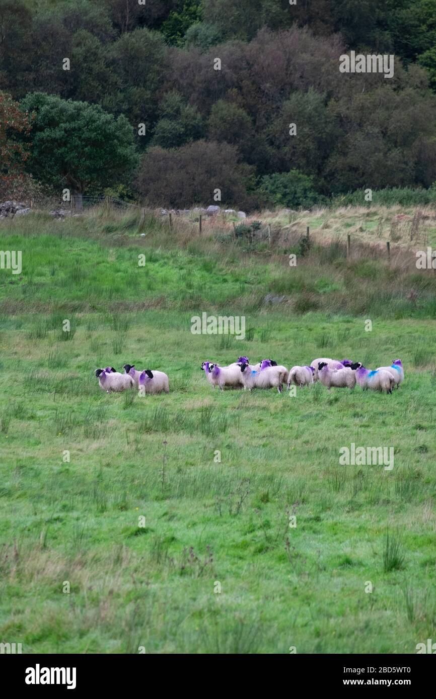 Gregge di ovini con segni distintivi di porpora e blu in un campo di Donegal; Irlanda; Foto Stock