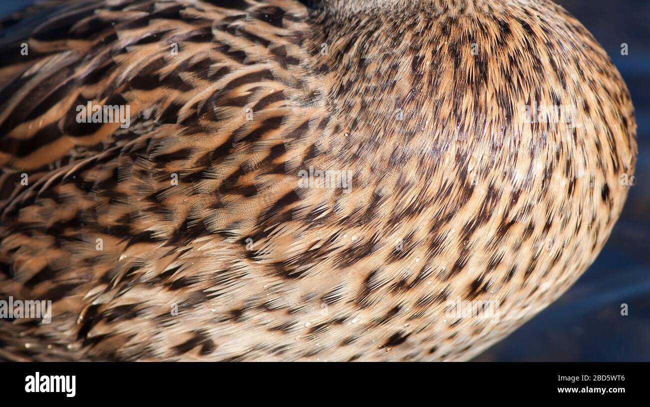 Piumaggio d'anatra, sfondo banner animale testurizzato Foto Stock