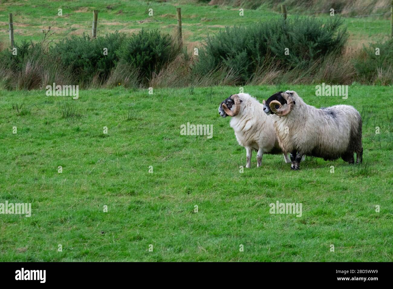 Due arieti in un campo di Donegal; Irlanda; Foto Stock