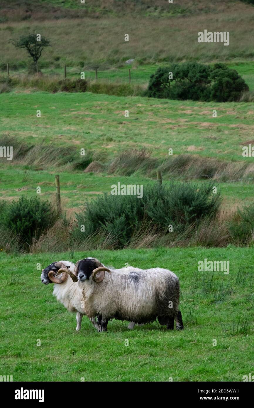 Due arieti in un campo a Donegal; Irlanda Foto Stock