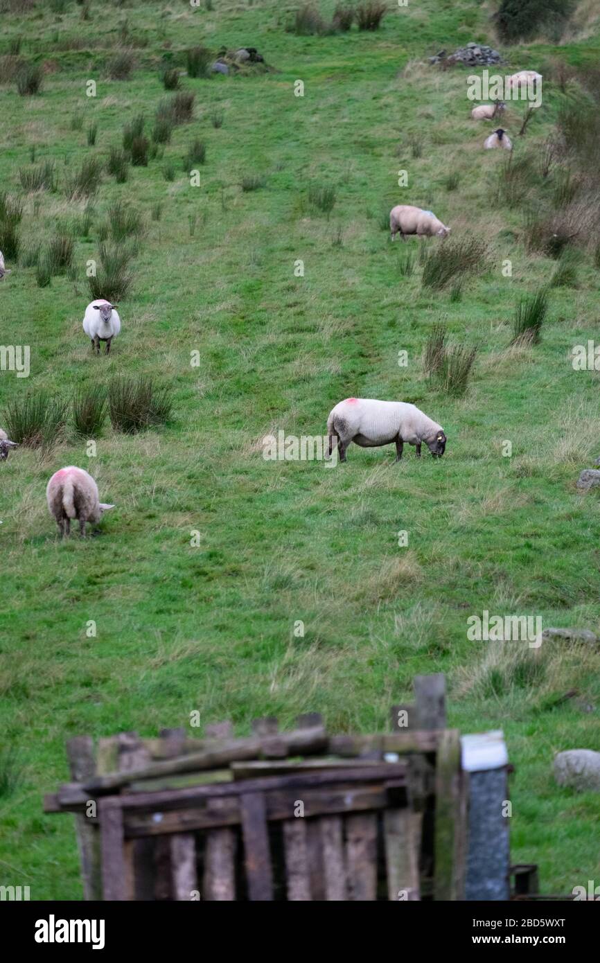 Gregge di pecore in un campo di Donegal; Irlanda; Foto Stock