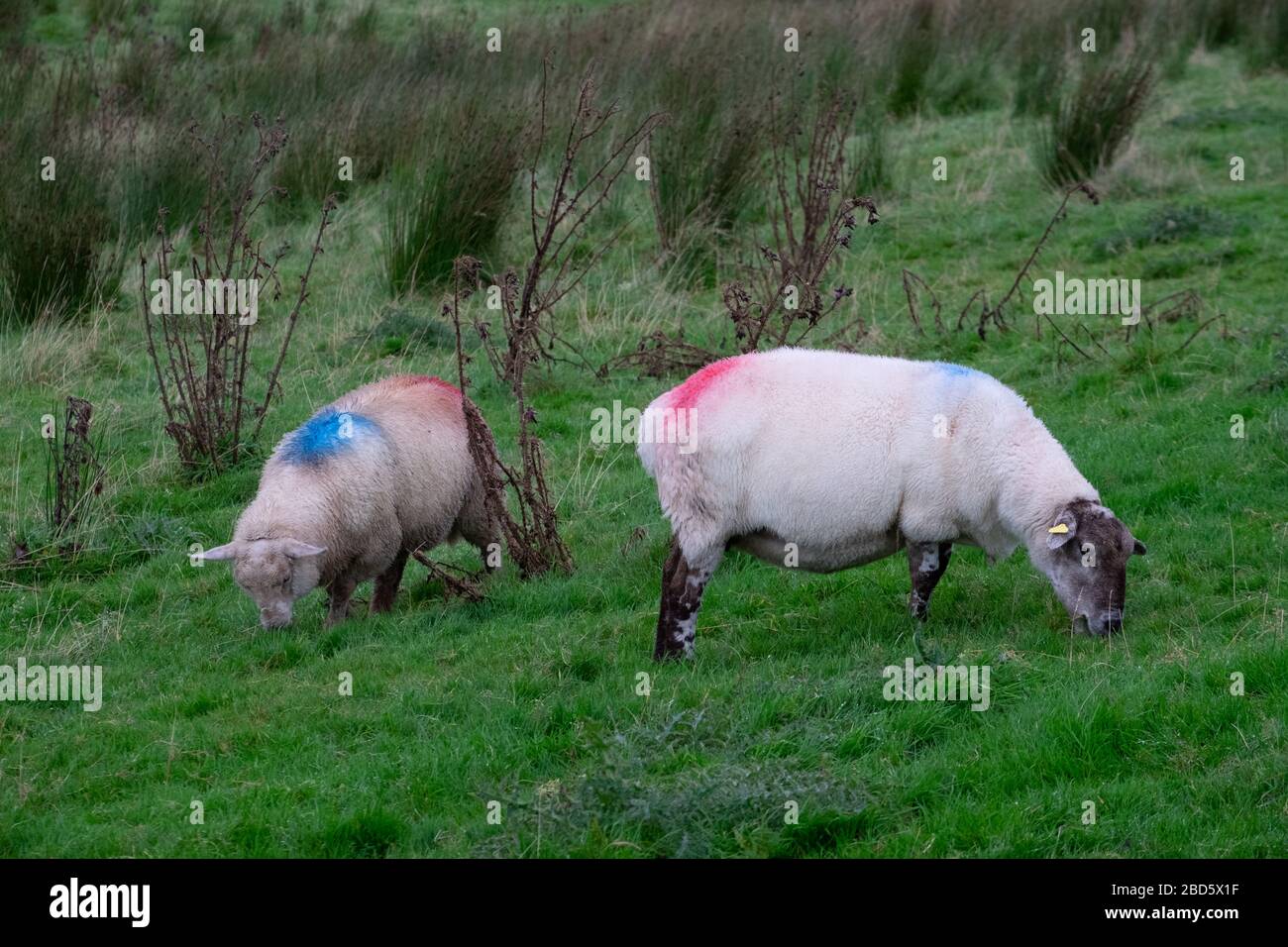 Due pecore con segni distintivi di rosso e blu in un campo di Donegal; Irlanda Foto Stock