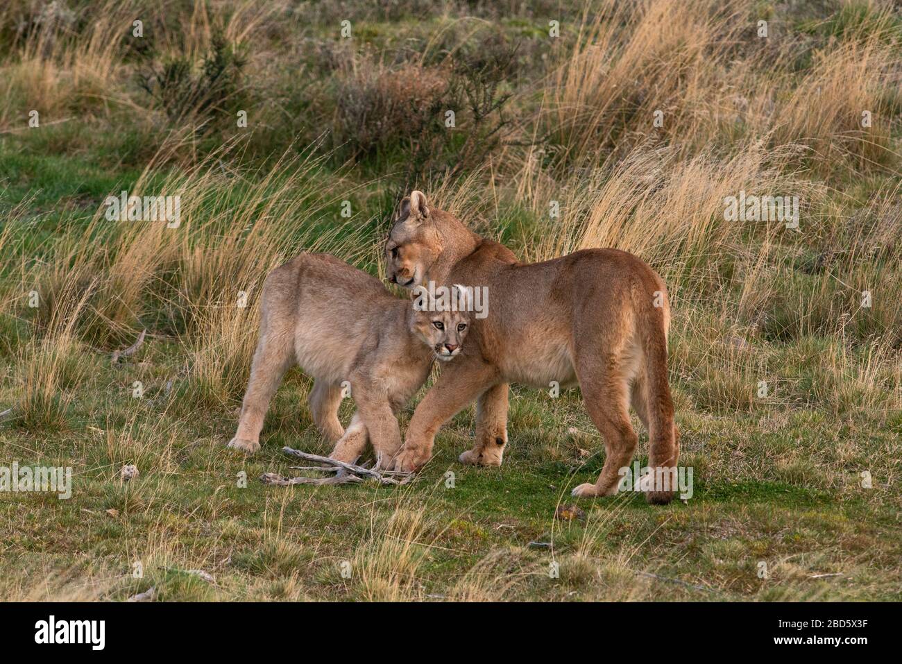 Un cucciolo di Puma e la sua madre nel Cile meridionale Foto stock - Alamy