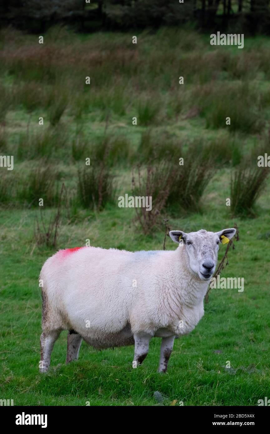 Una pecora circondata da sushi in un campo di Donegal; Irlanda; Foto Stock