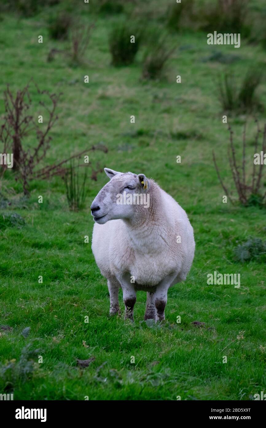 Una pecora in un campo di Donegal; Irlanda; Foto Stock