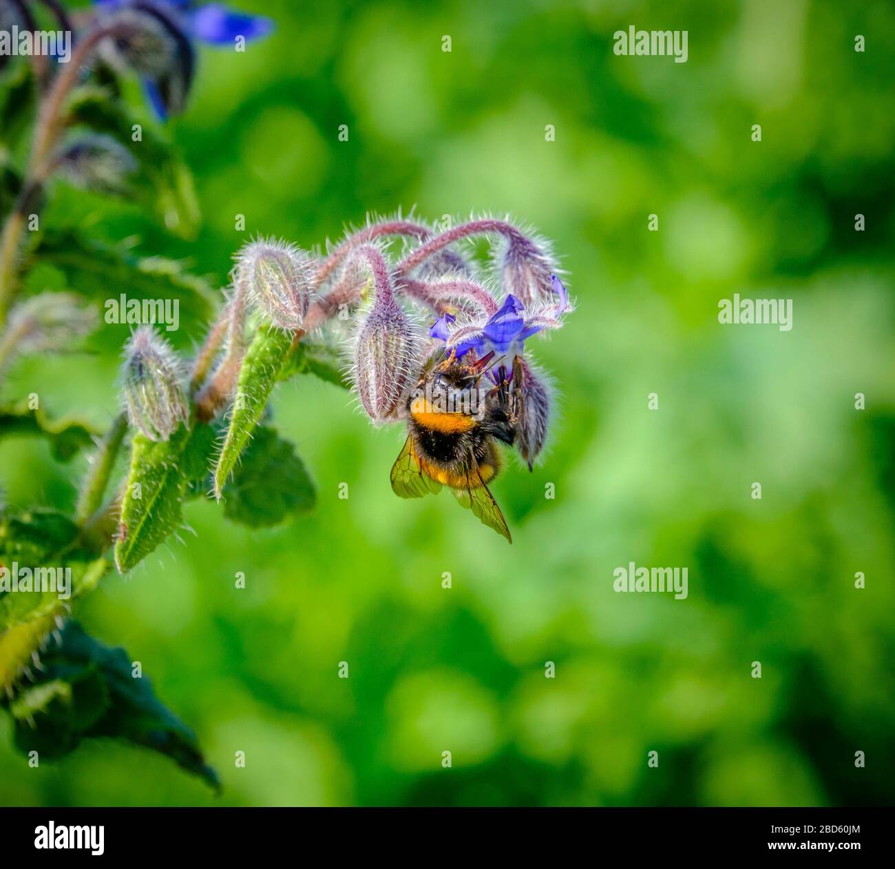 Bumblebee (Bombus) su Borage Flower, (Borago officinalis). Foto Stock