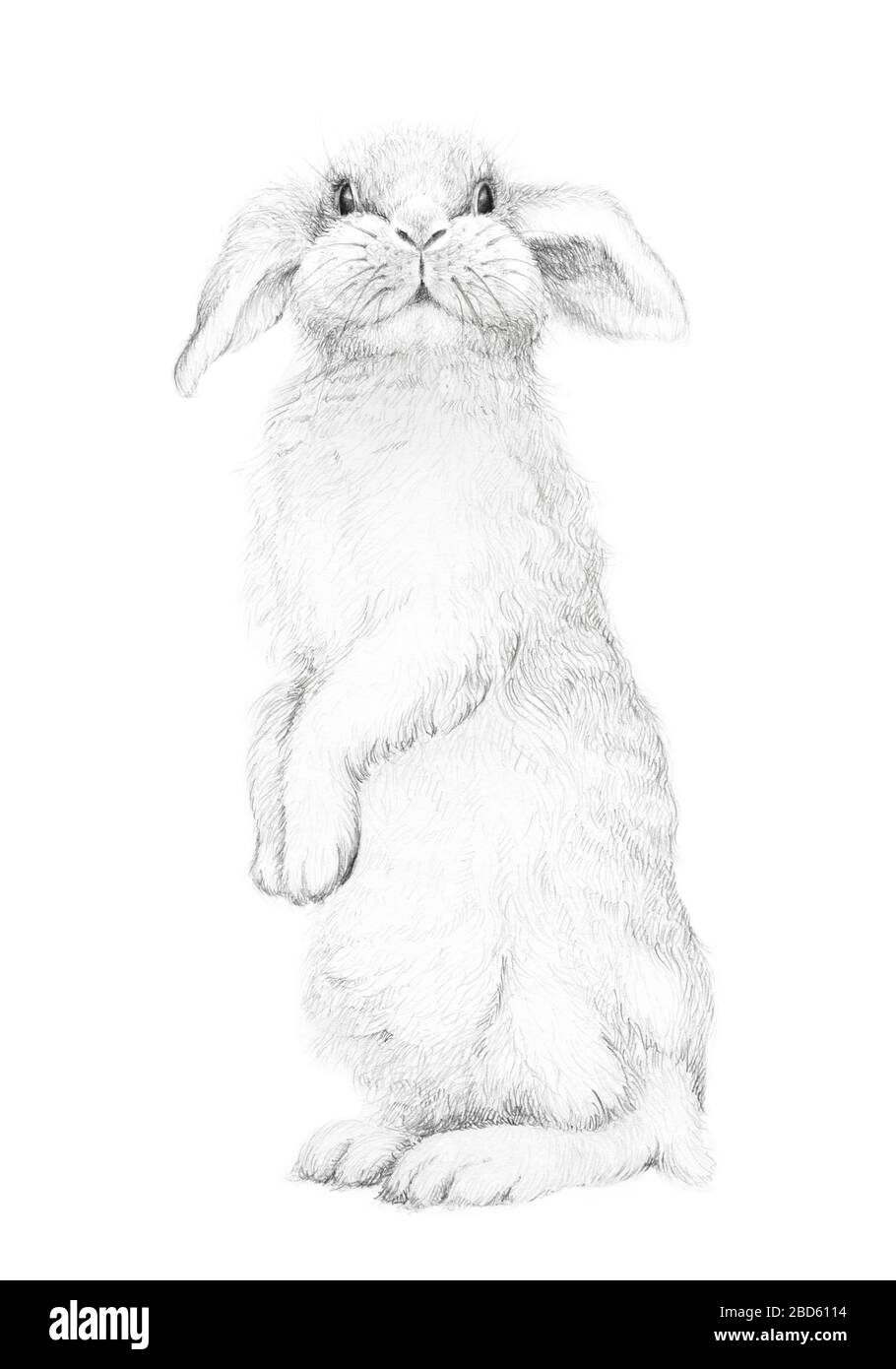 Simpatico Bunny in piedi e guardare. Coniglio coniglietto. Coniglietto di Pasqua. Disegno a matita. Nursery Wall Art Bambini Arte regalo. Animale di foresta. Sfondo bianco Foto Stock
