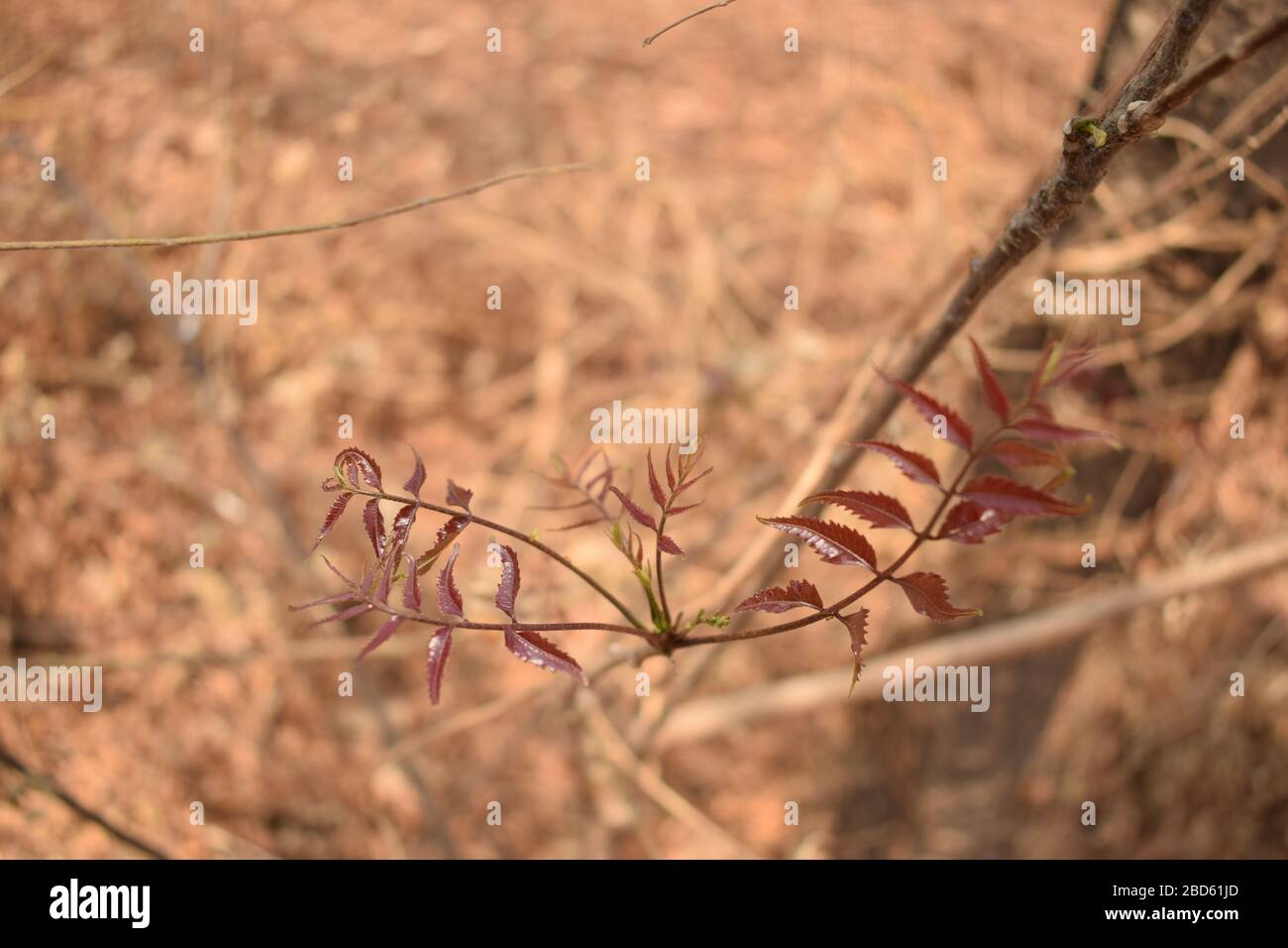 Immagine di sfondo di Neem Tree/Neem Plant Foto Stock