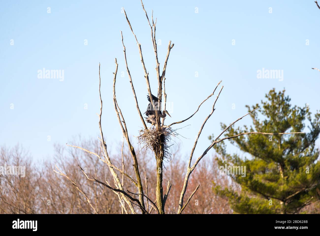 Due grandi aironi blu in un rookery sul lato della strada, catturati in accoppiamento alto in un albero. Foto Stock