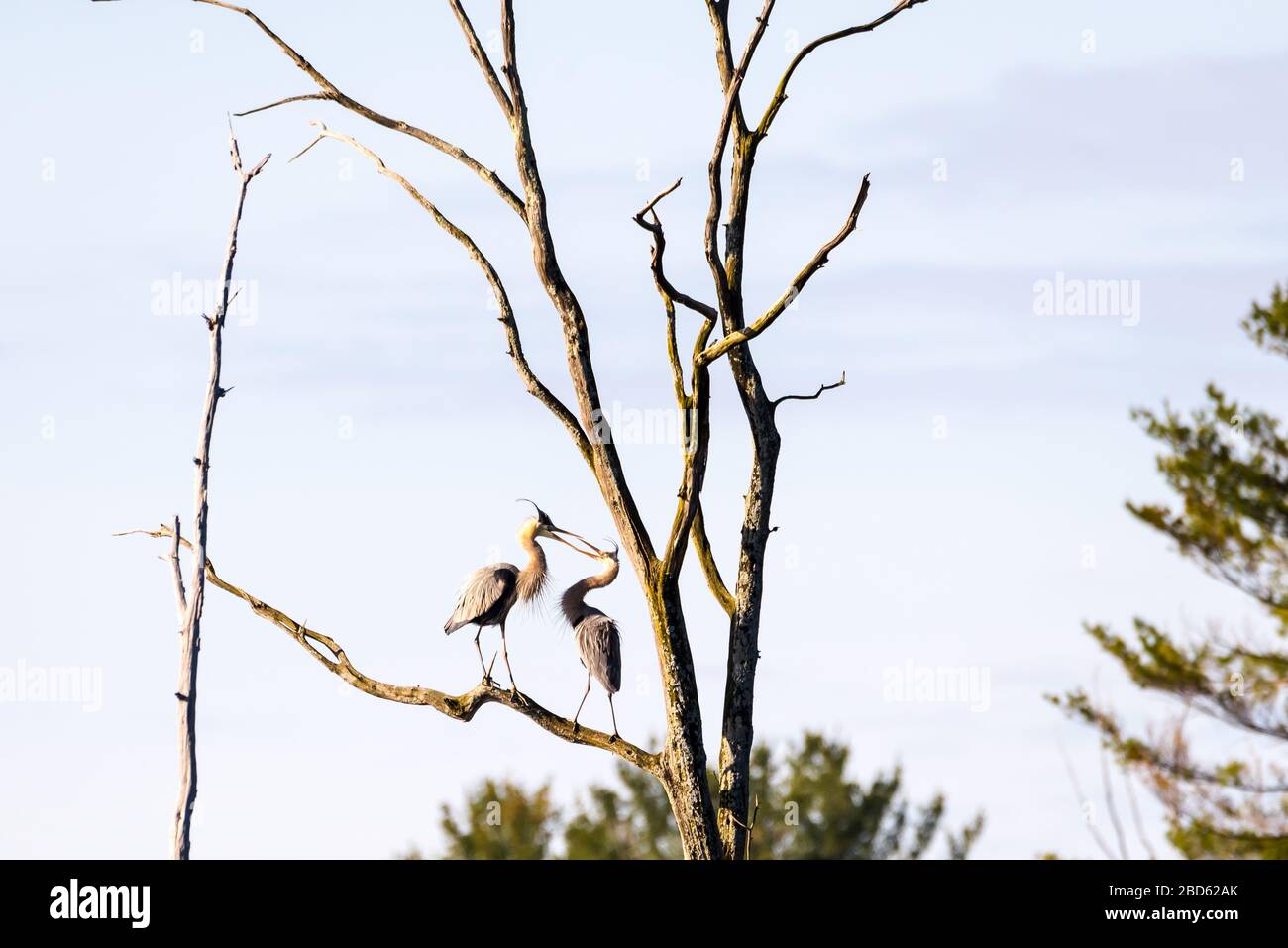 Due grandi aironi azzurri che eseguono un rituale di corteggiamento, toccando i loro bacchi insieme, sulla cima di un albero alto in un rookery. Foto Stock