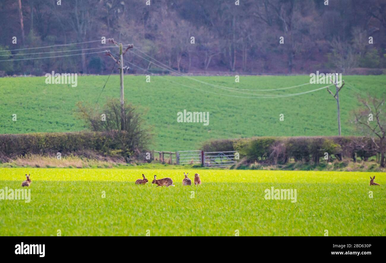 Lothian orientale, Scozia, Regno Unito. 7 Aprile 2020. Regno Unito Meteo: Lepri al sole di primavera. Un gran numero di lepri avvistati in un campo di coltura riposante e mangiante Foto Stock