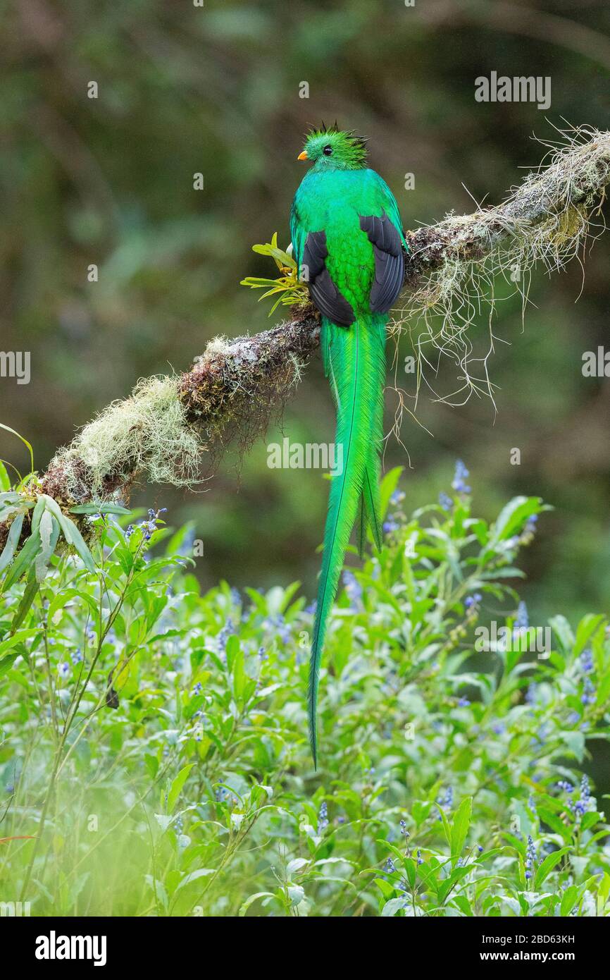 Un Quetzal (Pharomachrus mocinno) leggermente umido e risplendente arroccato su un ramo coperto di licheni negli altopiani del Costa Rica Foto Stock