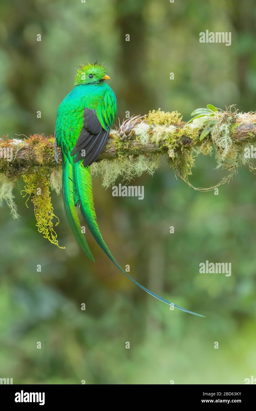 Un risplendente Quetzal (Pharomachrus mocinno) arroccato su un ramo negli altopiani del Costa Rica Foto Stock