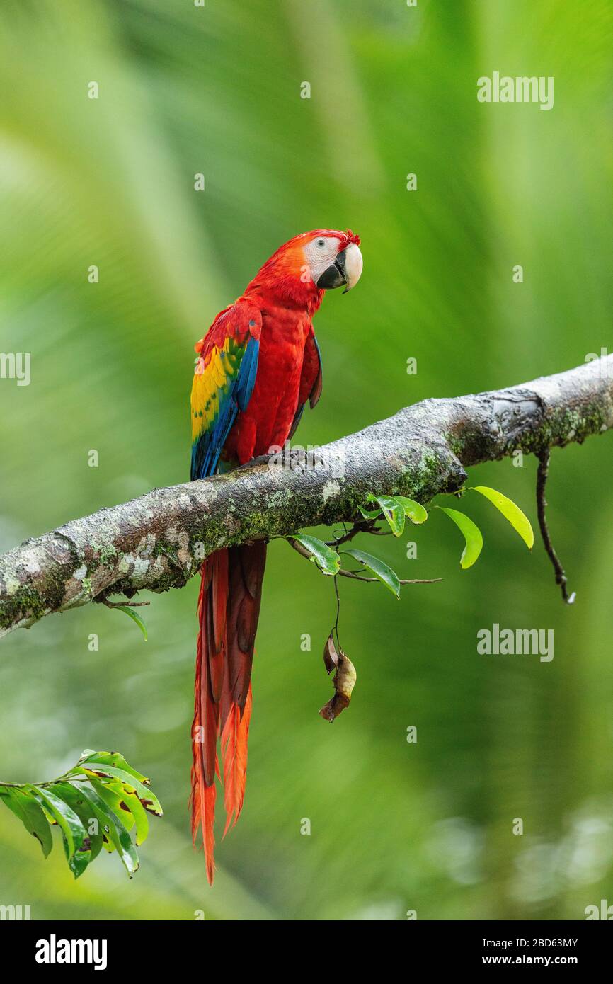 Un Macaw scarlatto (Ara macao) arroccato su un ramo, Costa Rica Foto Stock