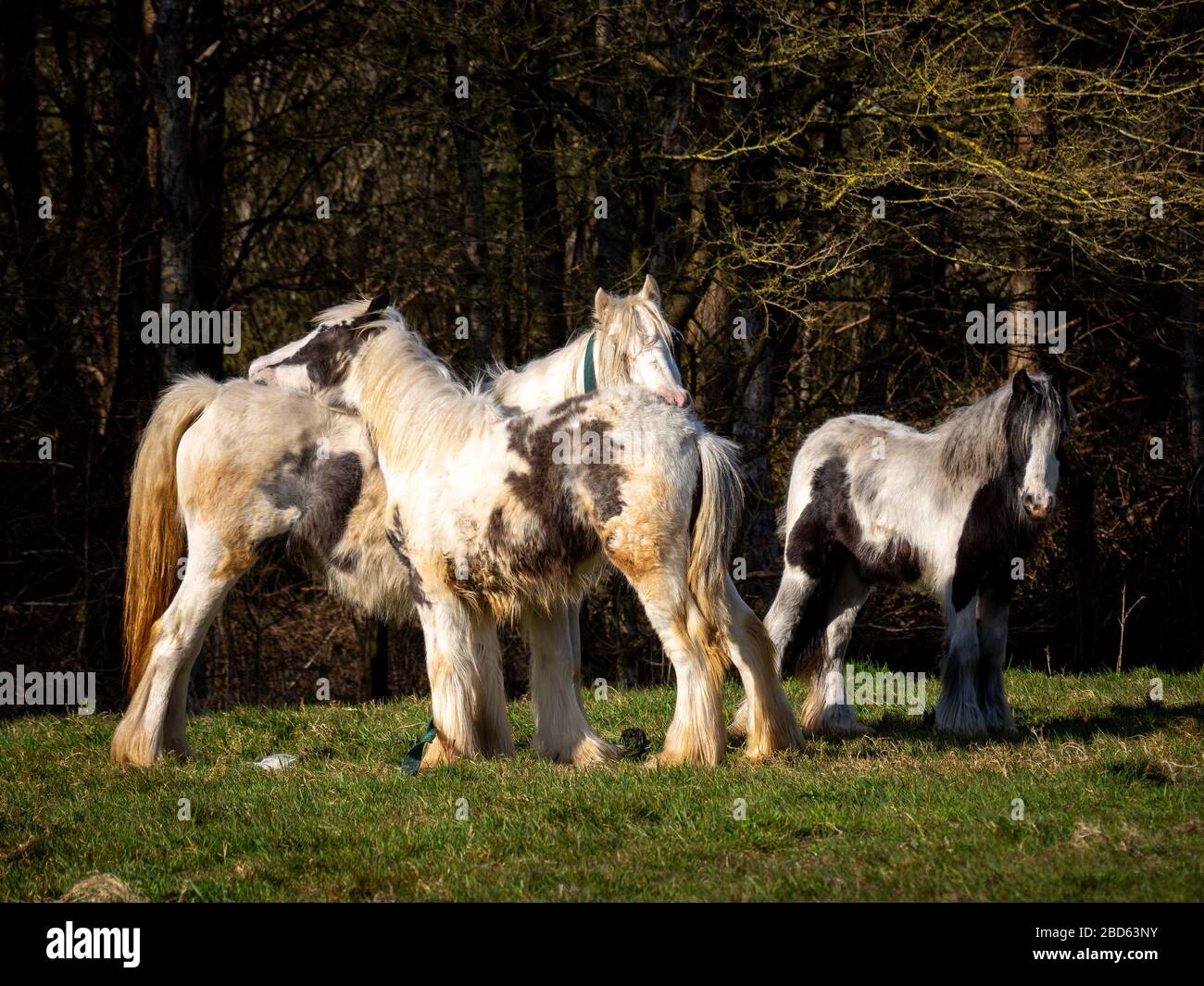 Cavalli selvatici su una montagna nel parco beacon welsh brecon campagna, Galles, Regno Unito Foto Stock