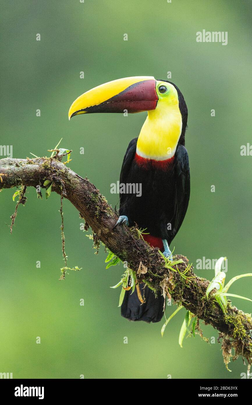 Toucan (Ramphastos ambiguus) con gola gialla arroccato su un ramo in Costa Rica Foto Stock