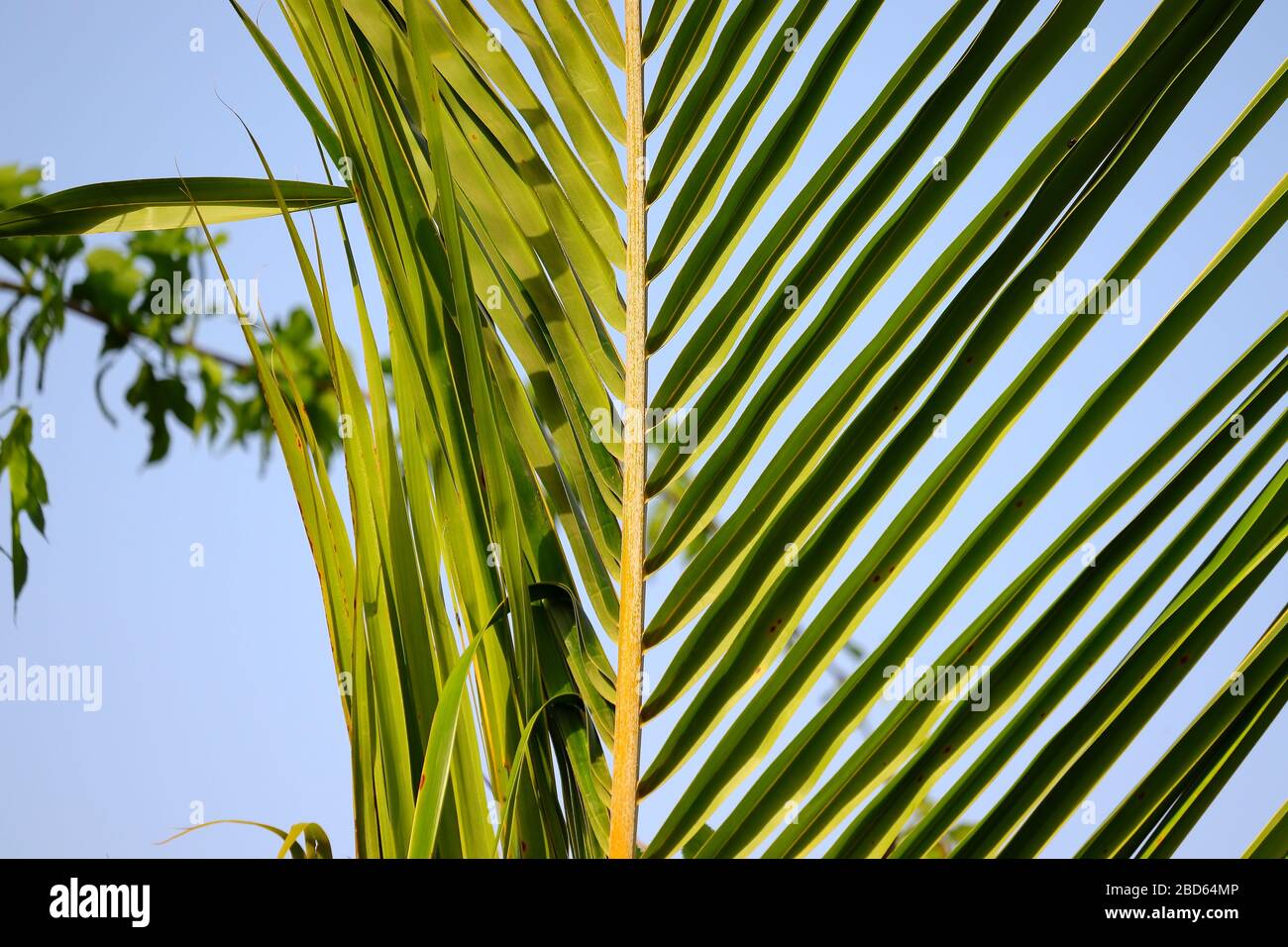 primo piano di foglia di palma in giardino formale Foto Stock