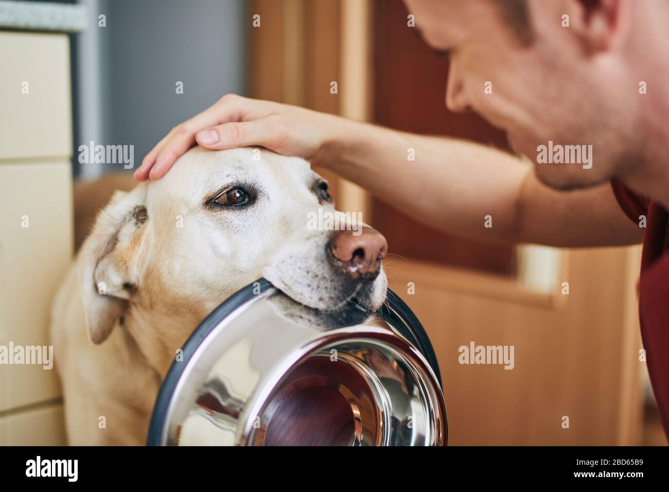 Vita domestica con animale domestico. Carino cane tenendo ciotola e in attesa di alimentazione in cucina a casa. Foto Stock