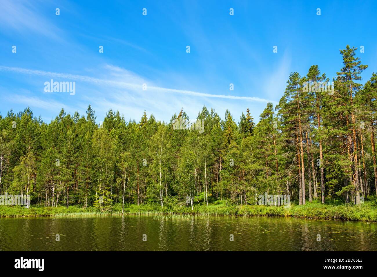 Bosco di pini e un lago in una giornata estiva soleggiata Foto Stock