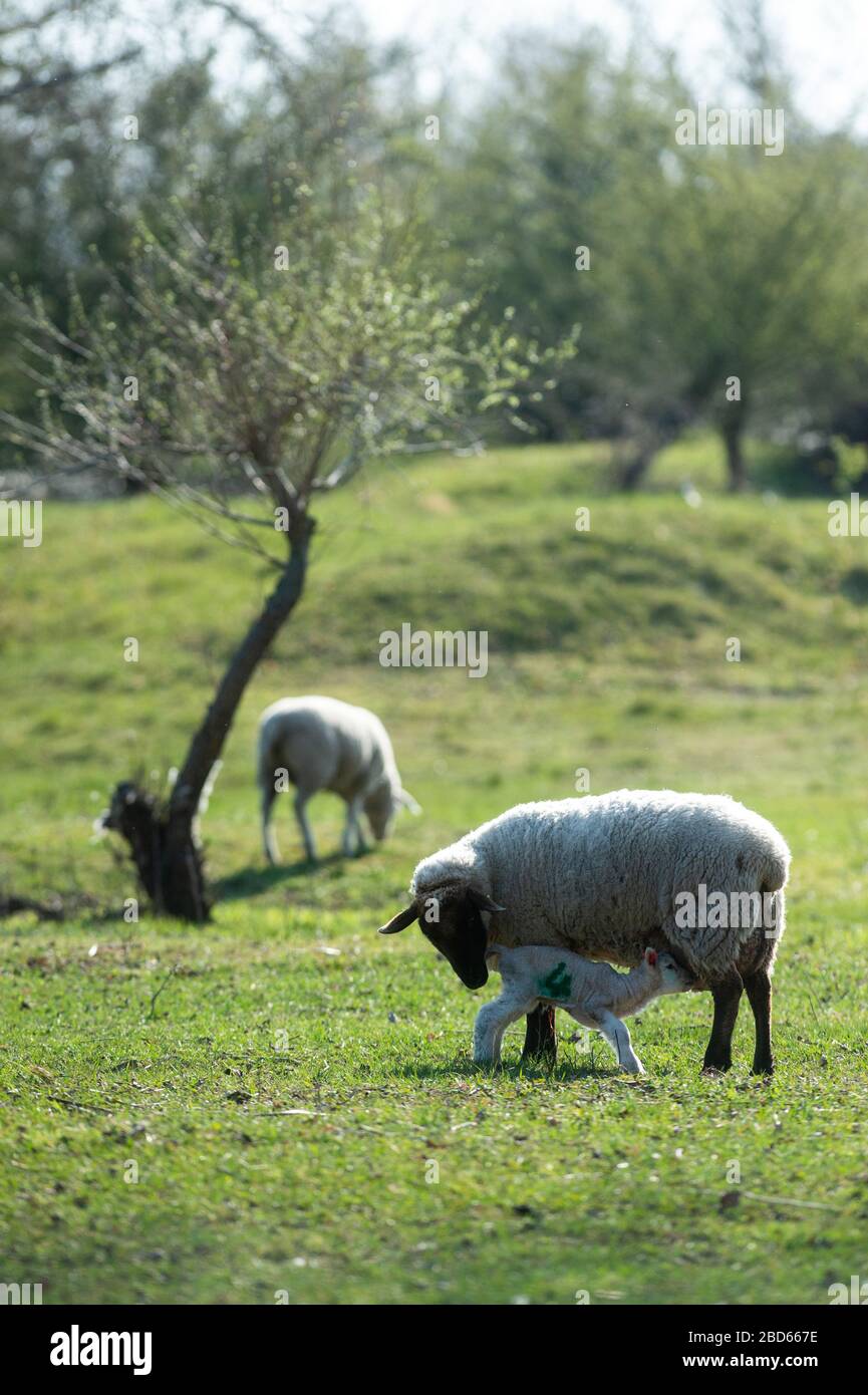 Magdeburg, Germania. 7 aprile 2020. Un agnello si trova in un pascolo con la madre e bevande. Nella regione intorno alla capitale dello stato è diventata calda come la primavera. La natura si è risvegliata, in modo che gli alberi stanno germogliando o fiorendo e greggi di pecore stanno pascolando nell'erba appena coltivata. Rimarrà soleggiato e caldo nei prossimi giorni. Domenica prossima è Pasqua. Credit: Klaus-Dietmar Gabbert/dpa-Zentralbild/ZB/dpa/Alamy Live News Foto Stock