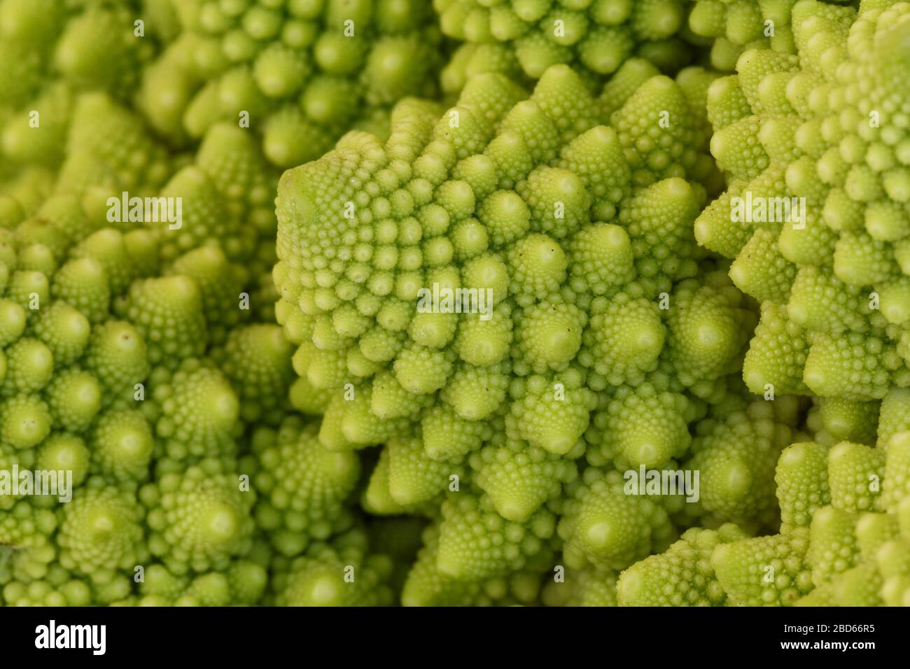 Primo piano dei frattali naturali del romanesco broccoli (noto anche come cavolfiore romano, Broccolo Romanesco, cavolfiore romanico o semplicemente Romanesco). Foto Stock