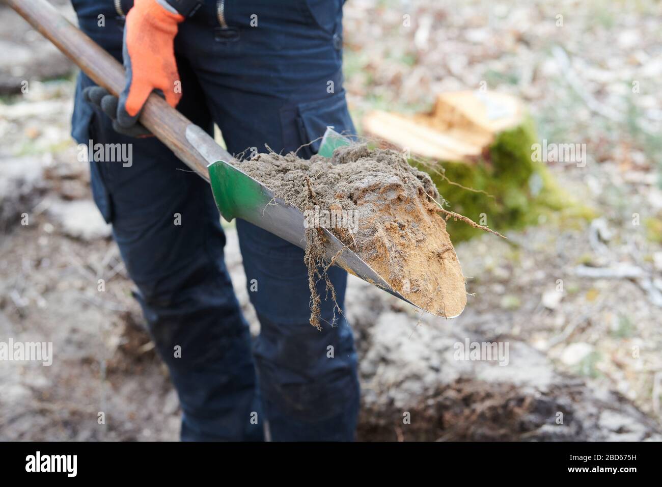 04 aprile 2020, Brandeburgo, Märtensmühle: Con una forcella un uomo ha estratto un pezzo di terra. Piantine di carpino, tiglio d'inverno, acero di Sycamore e quercia pedunculata sono piantate in un'area boschiva a Nuthe-Nieplitz. Tra Beelitz e Trebbin è stato effettuato il rimboschimento. Il progetto di protezione del clima è stato avviato da Baumgutschein-Brandenburg. Foto: Annette Riedl/dpa-Zentralbild/ZB Foto Stock