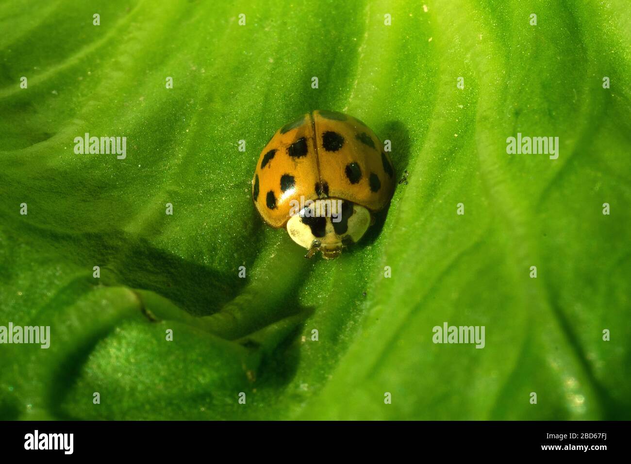 Macro di insetti Foto Stock